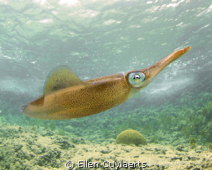 Look at my curves! Caribbean Reef Squid posing at the Ede... by Ellen Cuylaerts 
